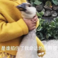 娱乐吃瓜酱吃苦,从“421文件”看幕后风云与八卦真相