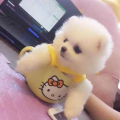茶杯犬多少钱一只,品种、血统与地区差异影响下的价格解析