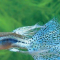 宠物鱼种类,从金鱼到孔雀鱼，带你领略水族世界的多彩魅力