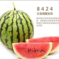 三叶草吃瓜说娱乐,娱乐圈幕后趣闻大揭秘